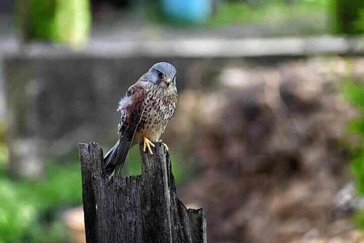 Common Kestrels